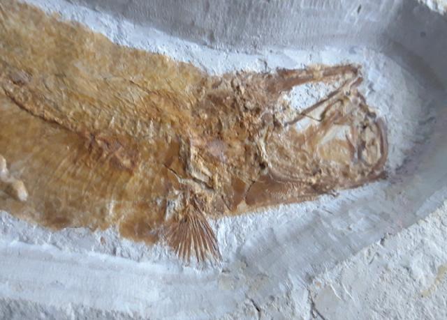 Tharsis dubius (BLAINVILLE 1818) - Bild © FossNet FossilienStore